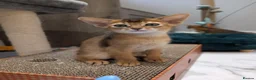 Abyssinian cats for sale: 🩷🩷 Sweet girl 🩷🩷  - Advert 7