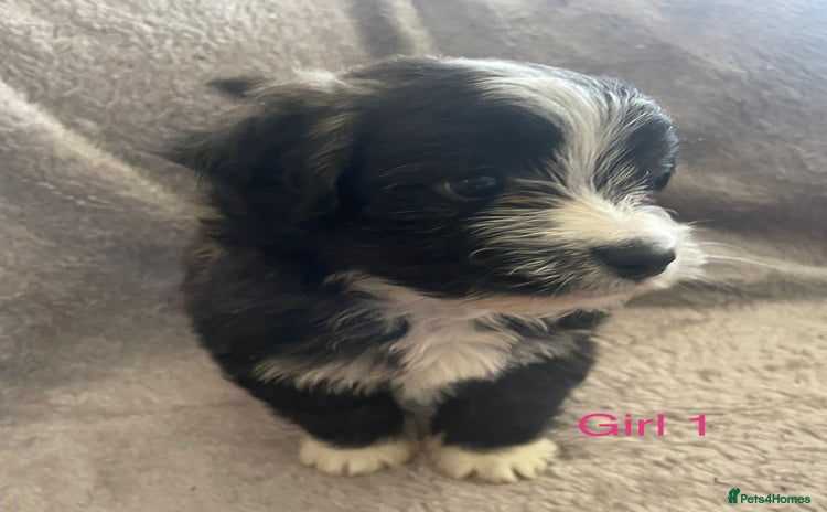 Mixed Breed dogs - Advert 10