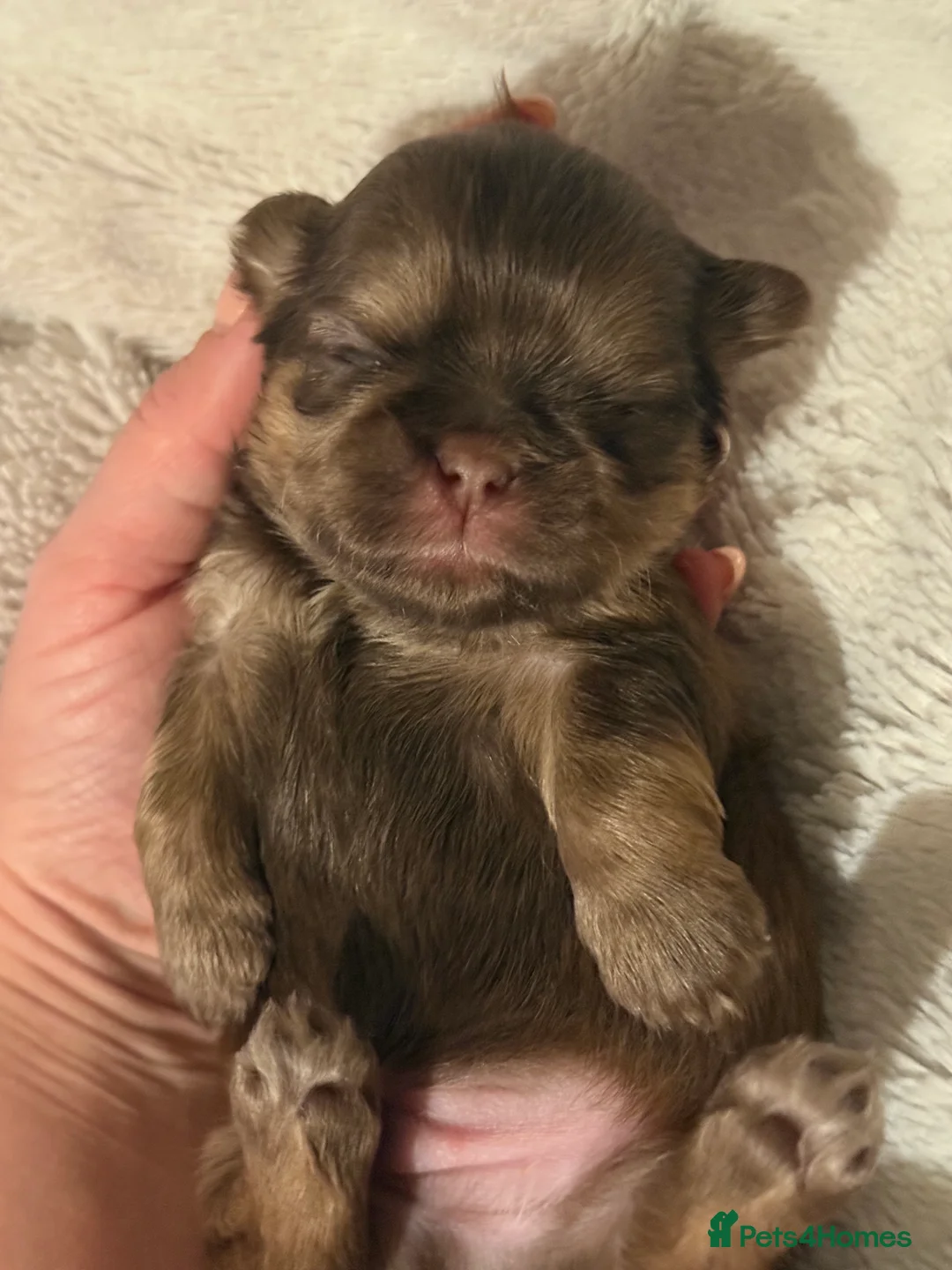 Shih Tzu dogs for sale: Shih tzu  - Advert 16