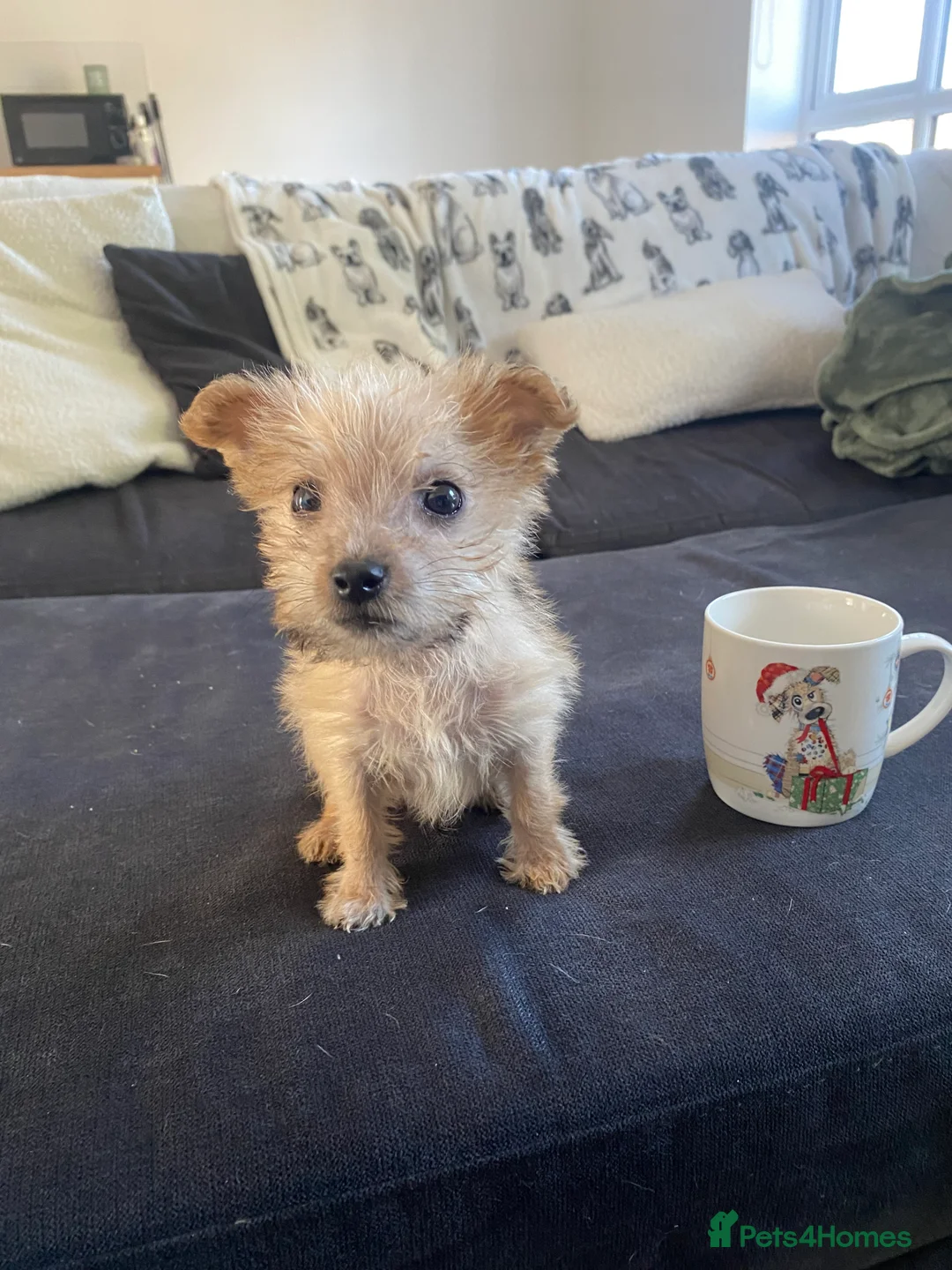 Yorkshire Terrier dogs for sale: Tiny Yorkshire terrier puppy  - Advert 1