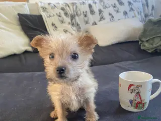 Yorkshire Terrier dogs Tiny Yorkshire terrier puppy - Advert 1