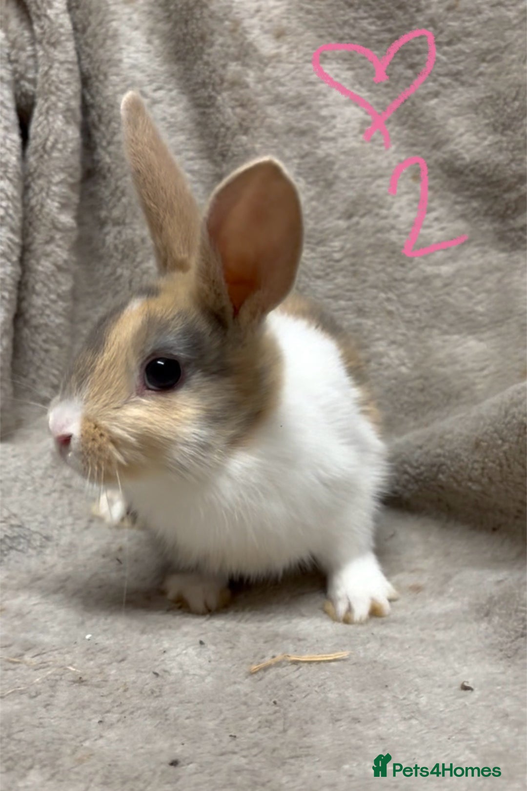 Mixed Breed rabbits for sale: 4 Beautiful baby mix breed bunnies  - Advert 5