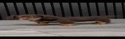 Miniature Dachshund dogs for sale: Longhaired miniature dachshunds💗🩵 - Advert 3