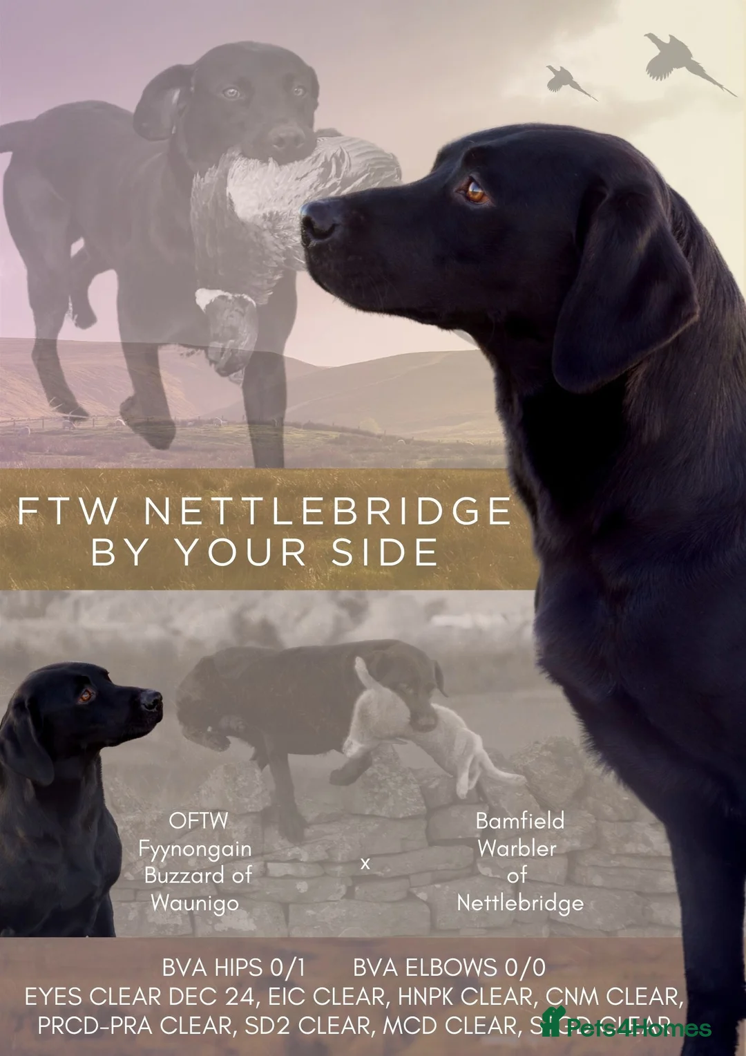 Labrador Retriever dogs for stud: FTW PROVEN HEALTH TESTED BLACK LAB STUD - Advert 2