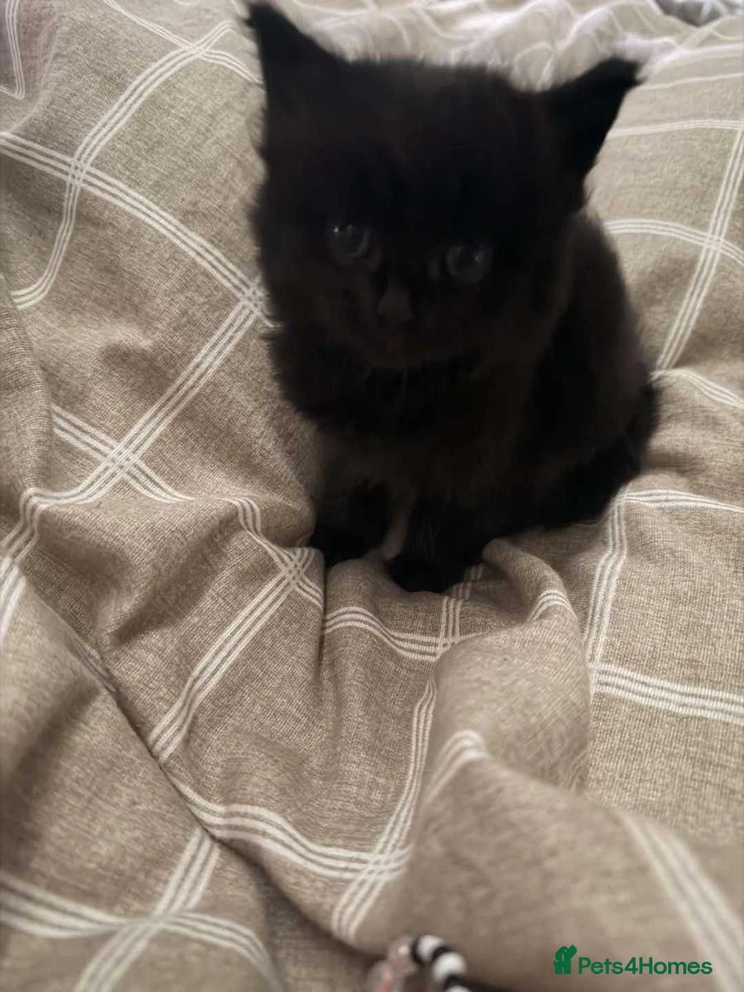 Mixed Breed cats for sale: Mixed breed half Maine coone kittens ready to go - Advert 4