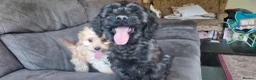 Cockapoo dogs for sale: Genuine f1 cockapoo puppies. - Advert 8