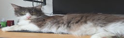 Maine Coon cats for sale: 5* Home only maine coon rehome 2 years old - Advert 2