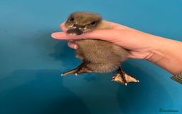 Ducks poultry for sale: Runner ducklings - Image 13