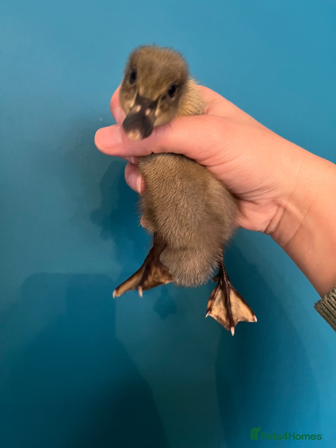 Ducks poultry for sale: Runner ducklings - Image 13