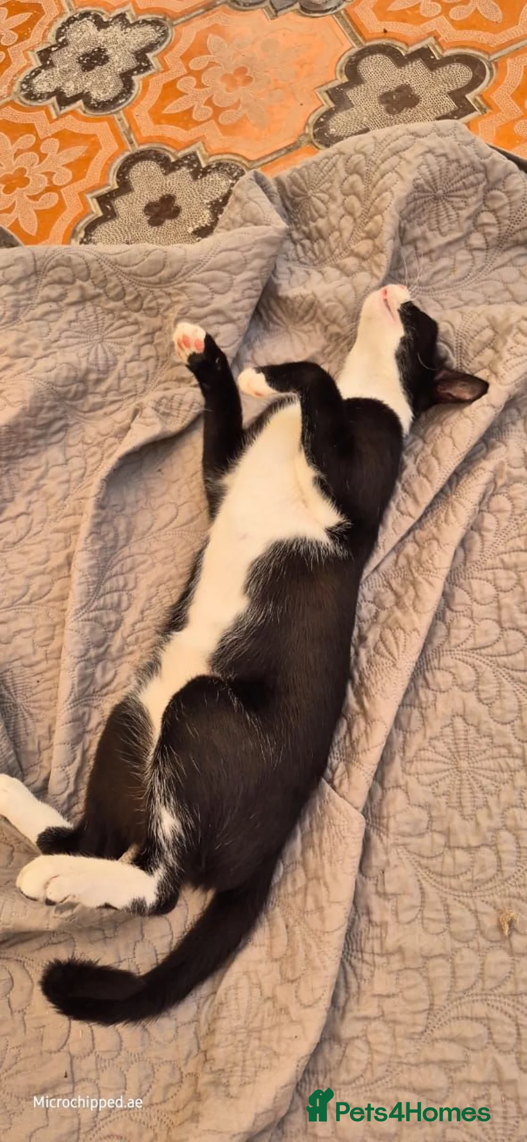 Arabian Mau cats for adoption: Jimmy 2 tins - Advert 2