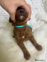 Goldendoodle dogs multigenerational Australian Golden doubledoodles - Advert 1