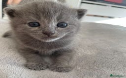 British Shorthair cats for sale: British Shorthair Kittens, 5 weeks free Insurance - Image 15