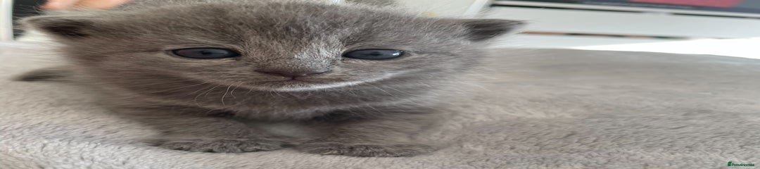 British Shorthair Kitten 1