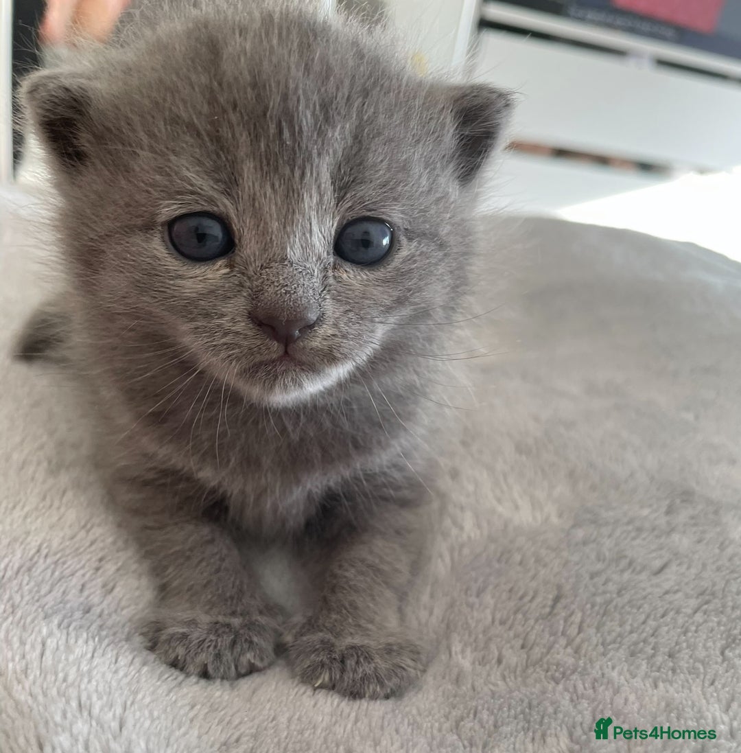 British Shorthair cats for sale: British Shorthair Kittens, 5 weeks free Insurance - Image 15