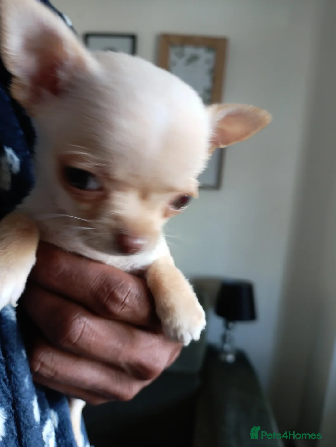 Chihuahua dogs for sale: please read description - Advert 12