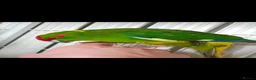Parakeets birds for sale: Kakariki in Queenborough - Advert 1