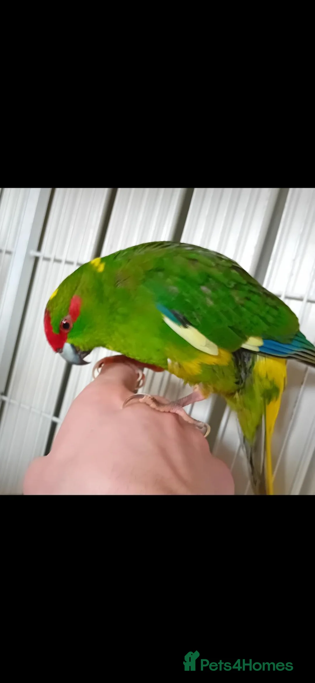 Parakeets birds for sale: Kakariki in Queenborough - Advert 1