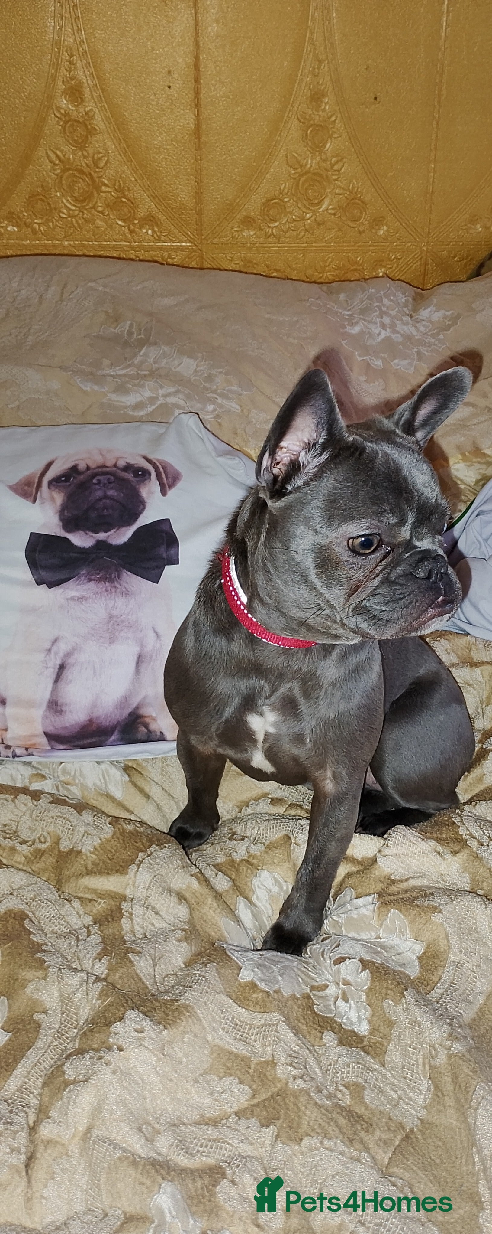 French Bulldog dogs French bulldog - Advert 5