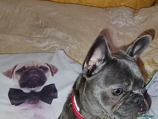 French Bulldog dogs French bulldog - Advert 5