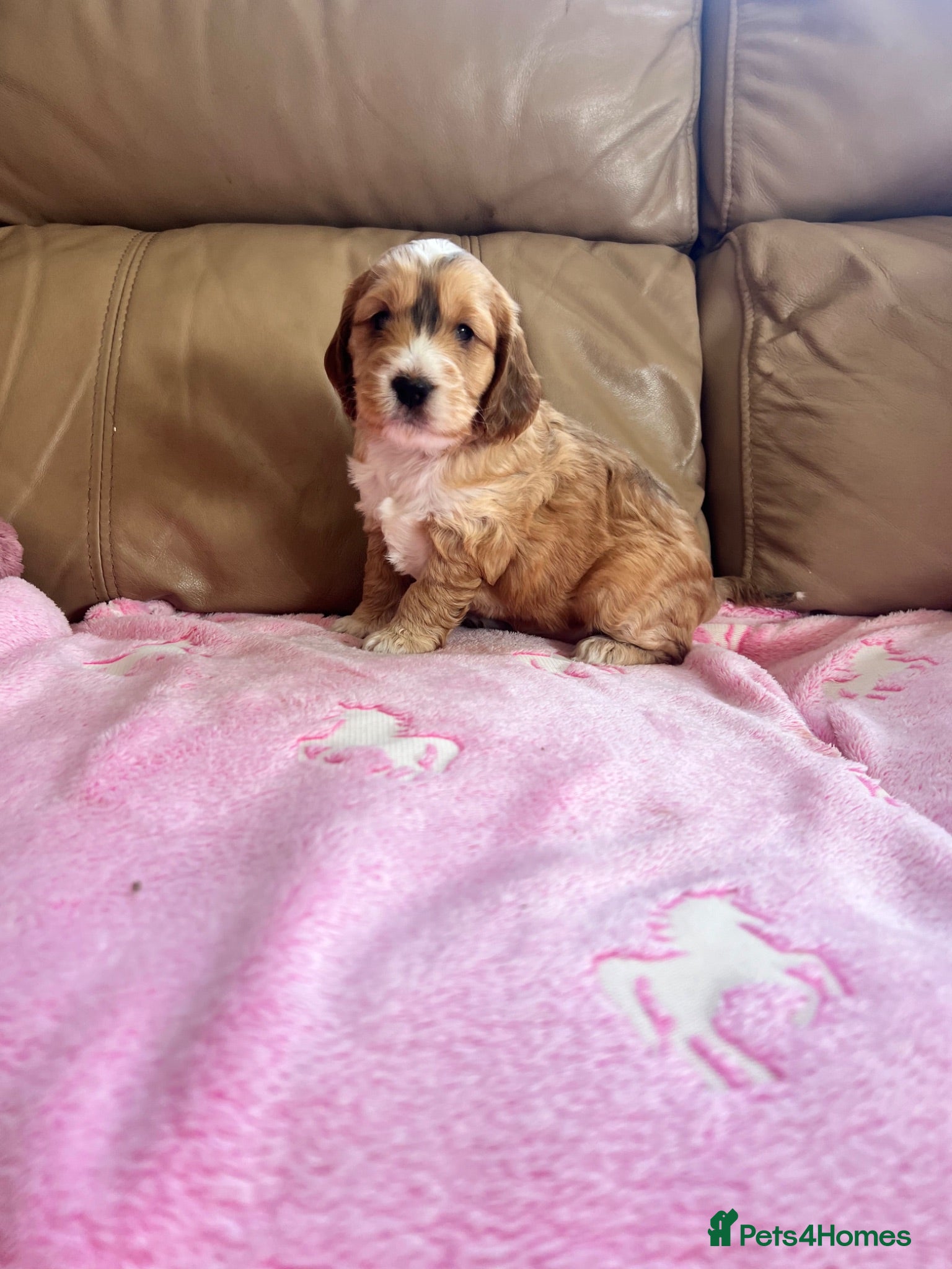 Cockapoo dogs F1 cockapoos  - Advert 2