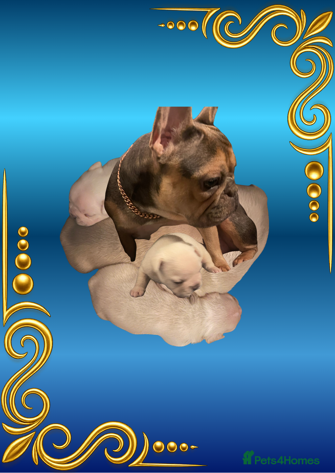French Bulldog dogs for sale: Born Of Zeus Of Thunder - Advert 5
