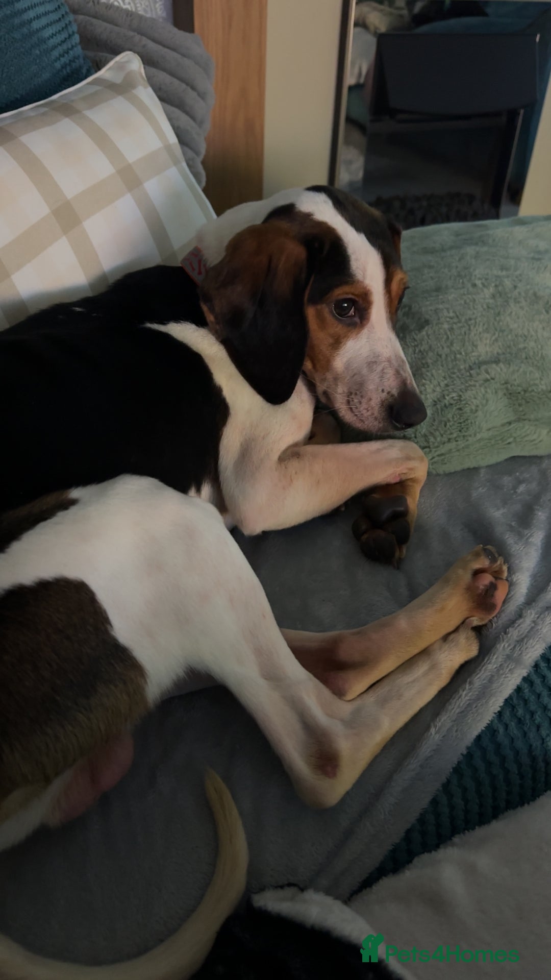 Foxhound dogs for sale: 2 year old foxhound male to a forever home - Advert 4