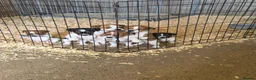 Jack Russell dogs for sale: Old fashion type Miniature jack russell puppies - Advert 5