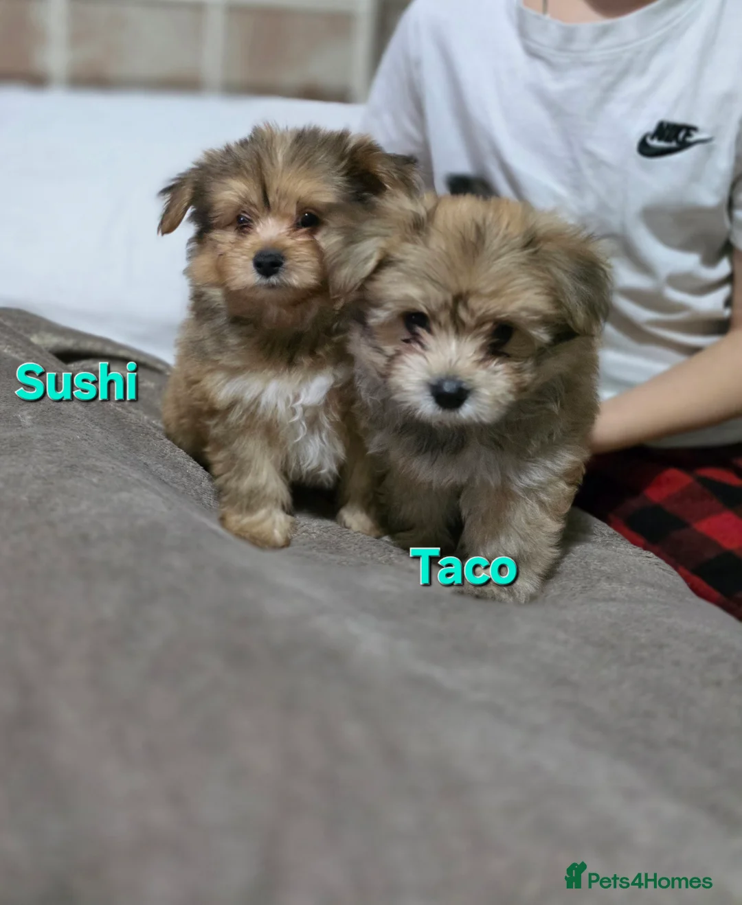 Mixed Breed dogs for sale: Taco and Sushi, super fluffy boys. - Advert 4