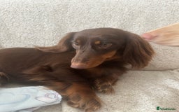 Miniature Dachshund dogs for sale: Exceptional quality long haired mini dachshunds - Image 27