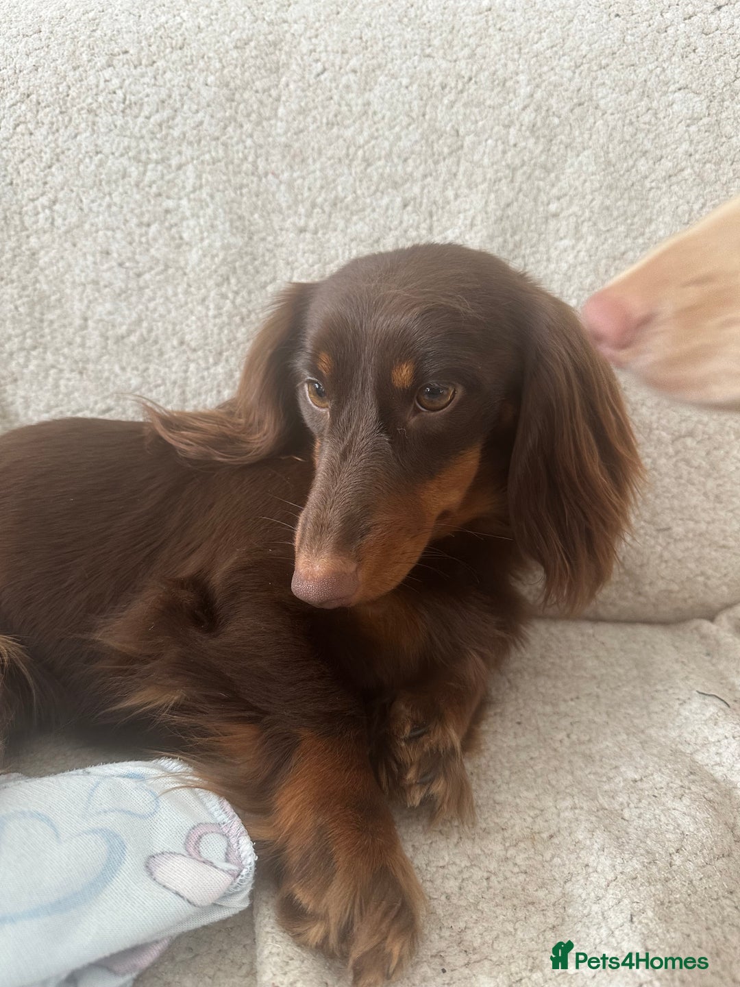 Miniature Dachshund dogs for sale: Exceptional quality long haired mini dachshunds - Image 27