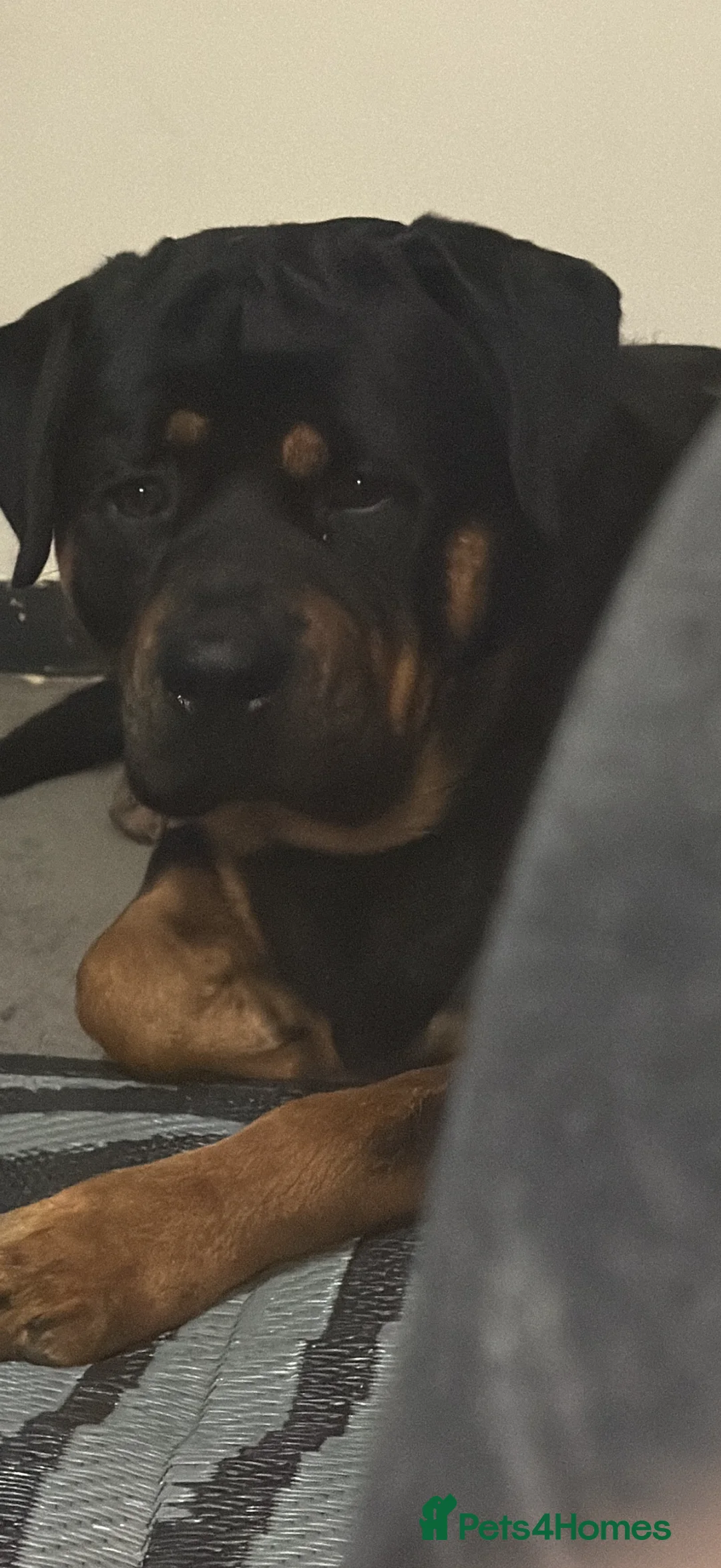 Rottweiler dogs for stud: Rottweiler for stud - Advert 2