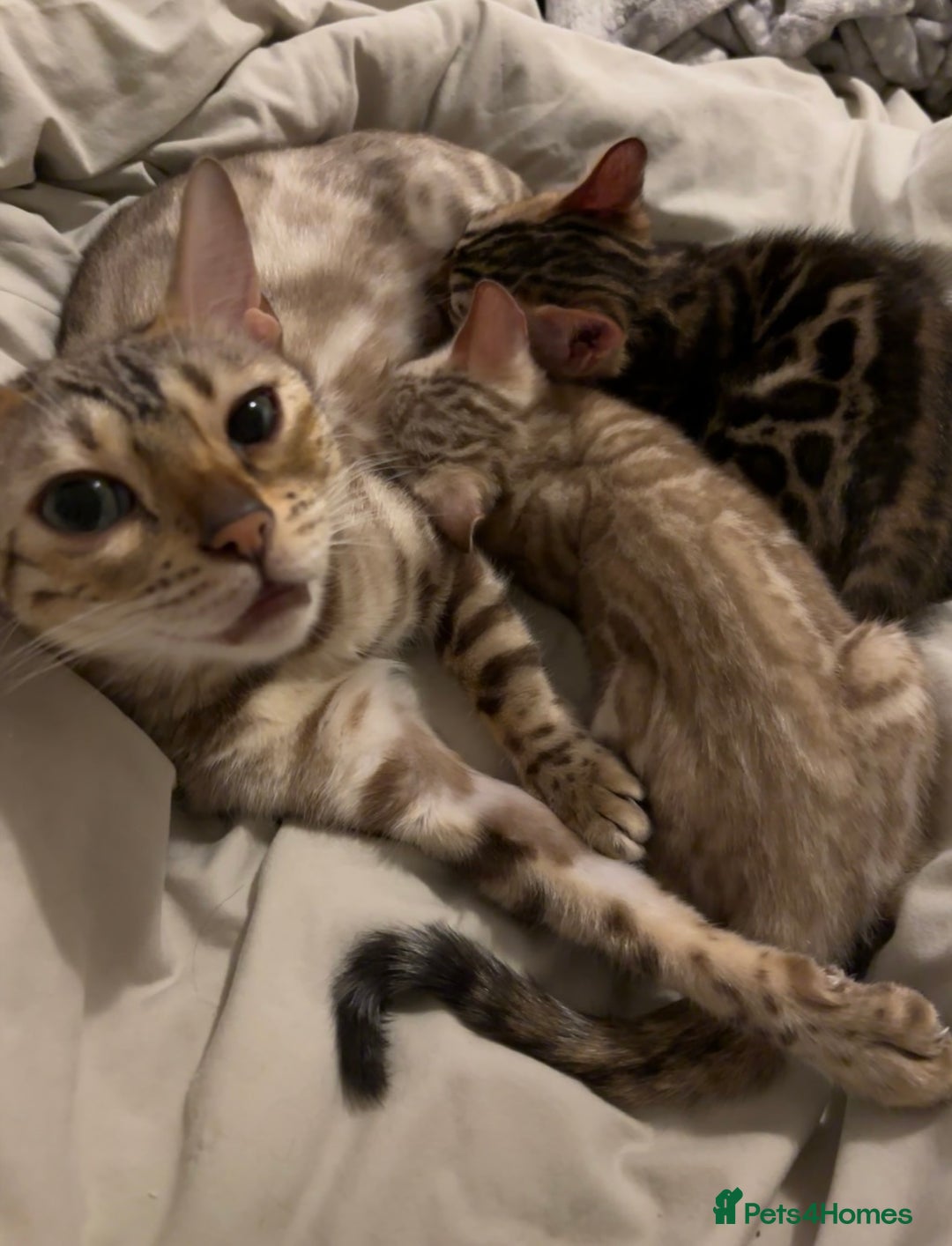 Bengal cats for sale: Beautiful mink TICA registered bengal girl - Advert 4
