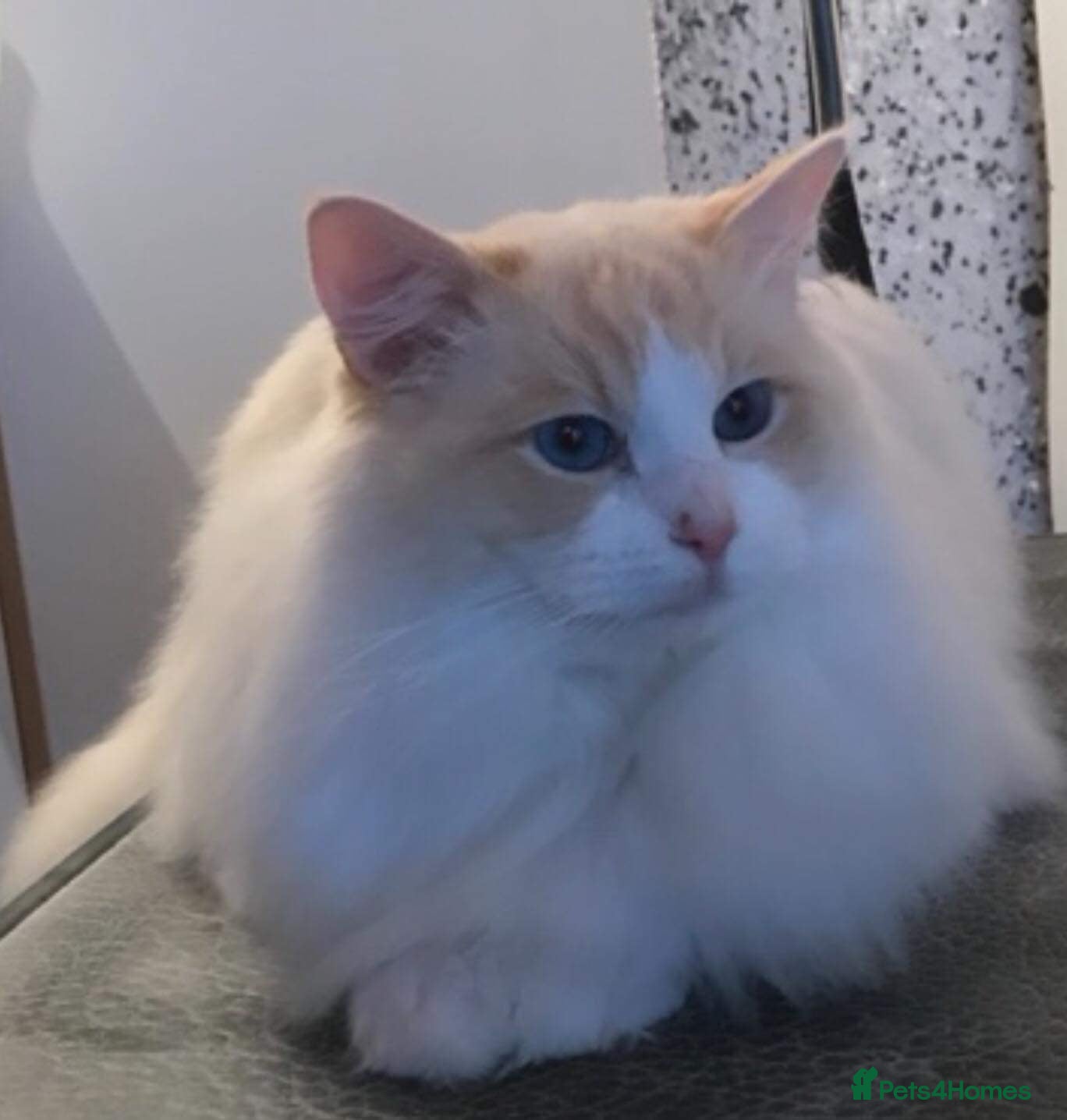 Ragdoll cats GDCH CREAM BICOLOUR RAGDOLL STUD   in Manchester - Advert 8