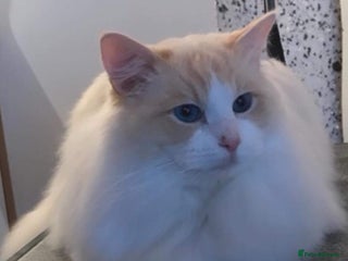 Ragdoll cats GDCH CREAM BICOLOUR RAGDOLL STUD in Manchester - Advert 1