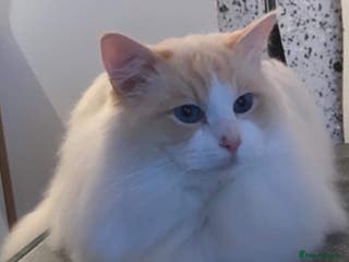 Ragdoll cats GDCH CREAM BICOLOUR RAGDOLL STUD in Manchester - Advert 13