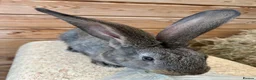 Continental Giant rabbits for sale: WE HAVE THE WORLDS BIGGEST BUNNIES  - Advert 3