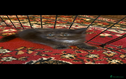 Maine Coon cats for sale: Maine coon kittens - Image 7