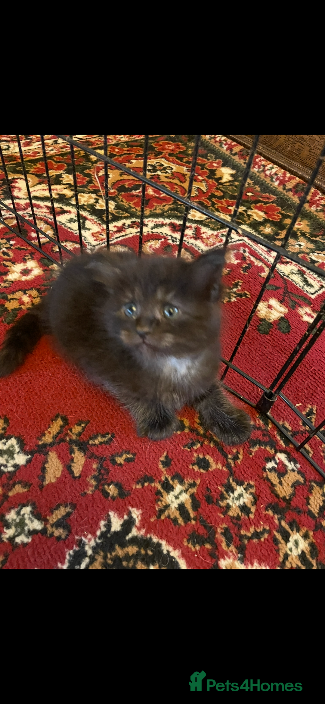 Maine Coon cats for sale: Maine coon kittens - Image 7