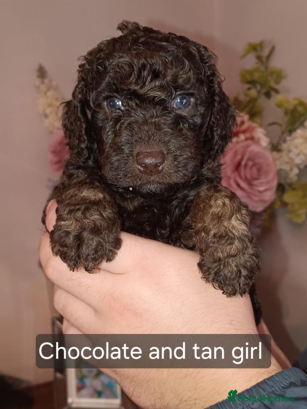 Cockapoo dogs for sale: Gorgeous merle and chocolate Cockapoos. - Advert 1