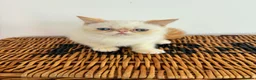 Exotic cats for sale: Stunning exotic kittens high quality m - Advert 5