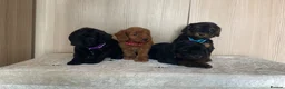 Cockapoo dogs for sale: F1 cockapoo puppy’s  - Advert 11