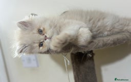 Persian cats for sale: Pedigree Persian female kittens for sale - Image 6