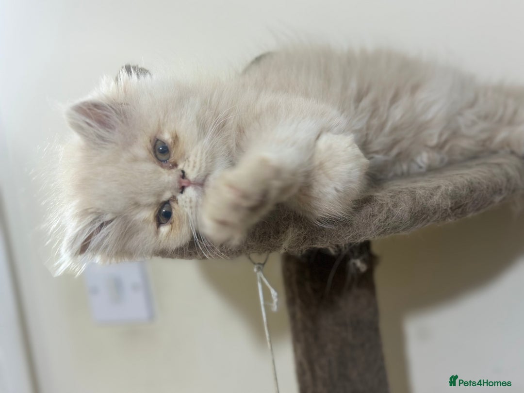 Persian cats for sale: Pedigree Persian female kittens for sale - Image 6