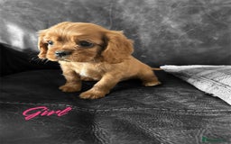 Cavalier King Charles Spaniel dogs for sale: CAVALIER KING CHARLES PUPPIES DNA CLER - Image 8