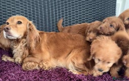 Cockapoo dogs for sale: Beautiful cockapoo puppies  - Image 15