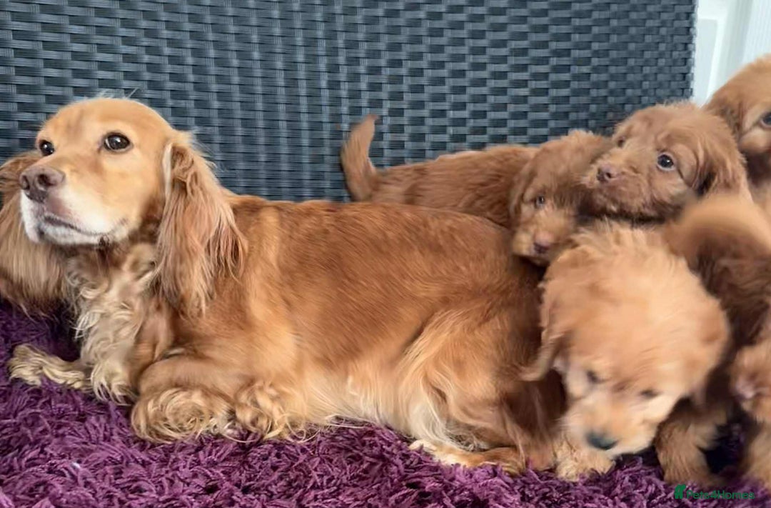 Cockapoo dogs for sale: Beautiful cockapoo puppies  - Image 15