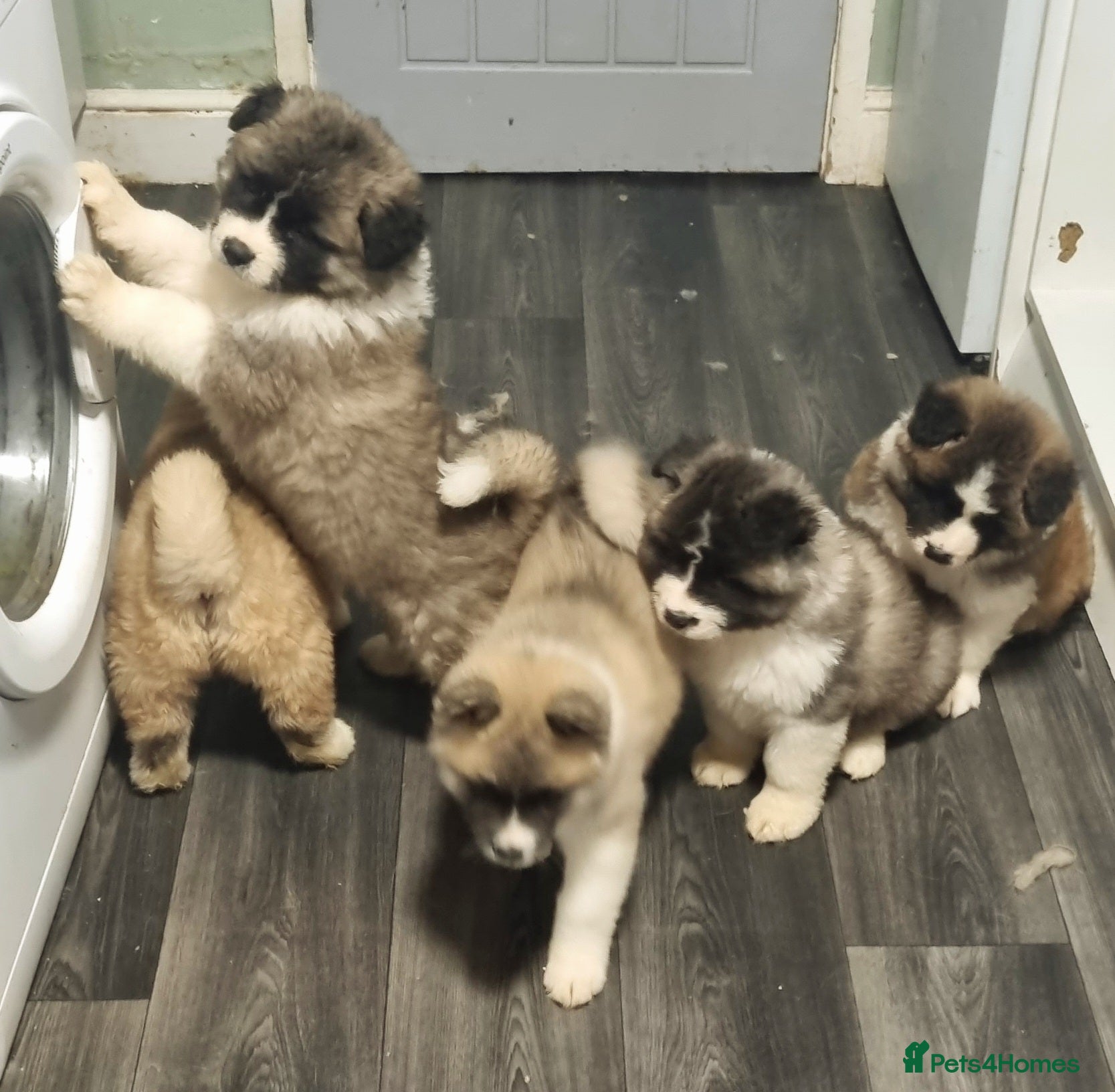 Akita dogs Akita pups - Advert 10