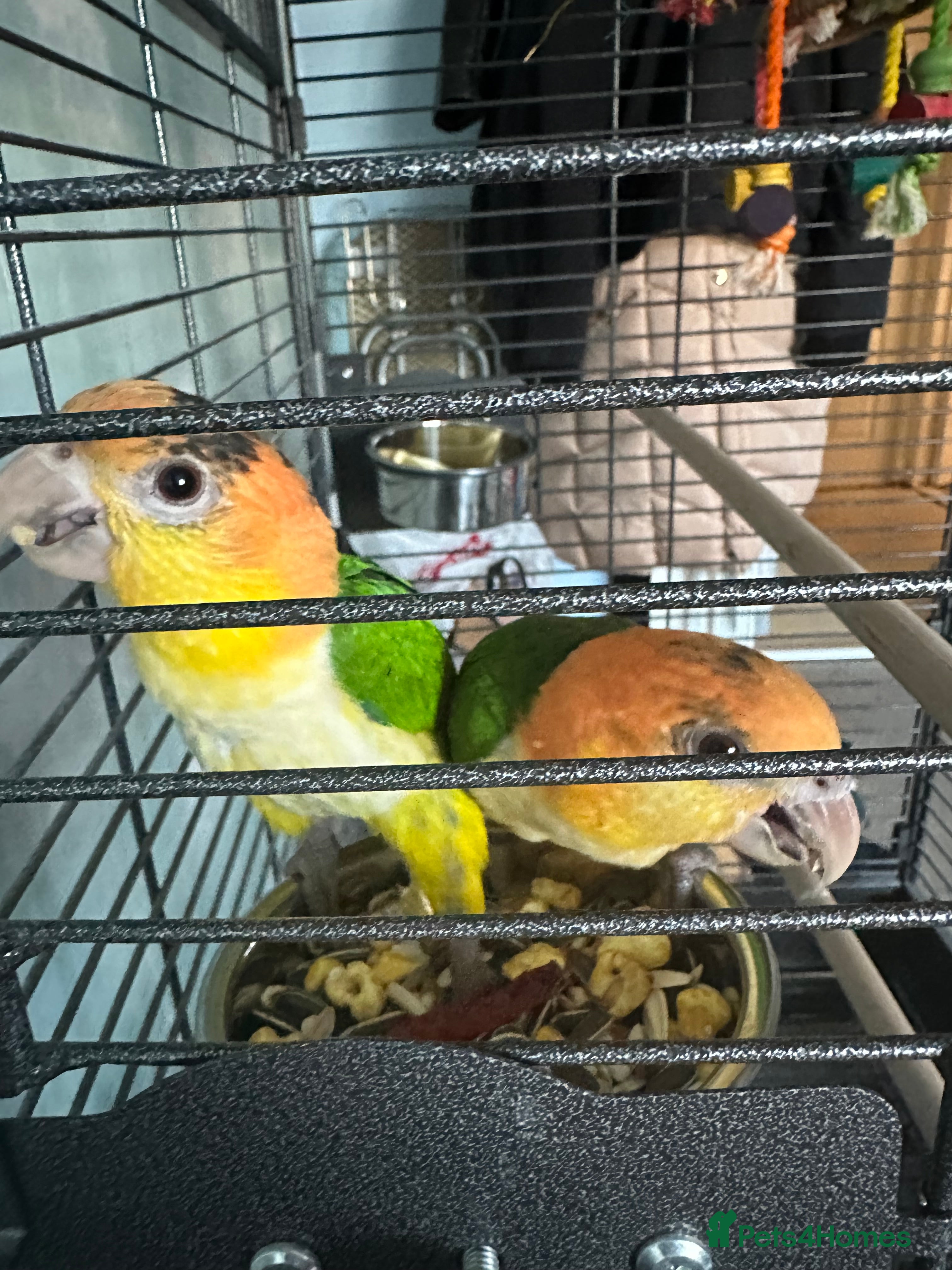 Parakeets birds Male and Female Caiques - Advert 16