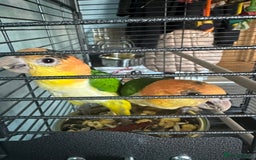 Parakeets birds for sale: Male and Female Caiques - Image 1