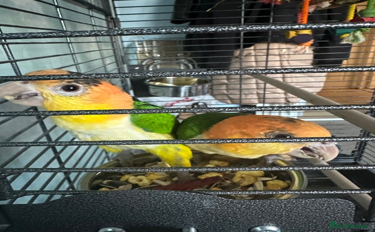 Parakeets birds - Advert 4